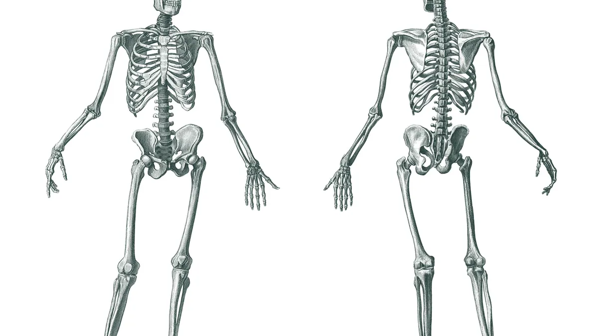 Ayak ve ayak bileği kemiklerinin anatomik gösterimi
