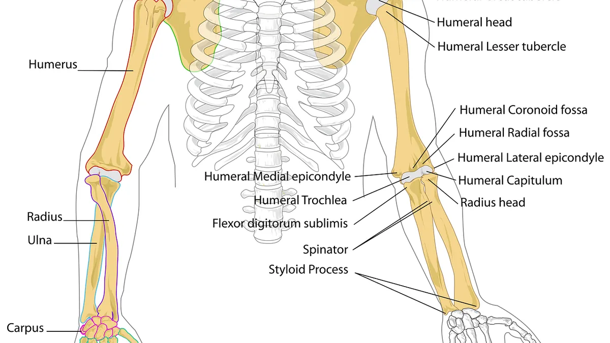 Kol ve dirsek kemiklerinin işaretli anatomik çizimi