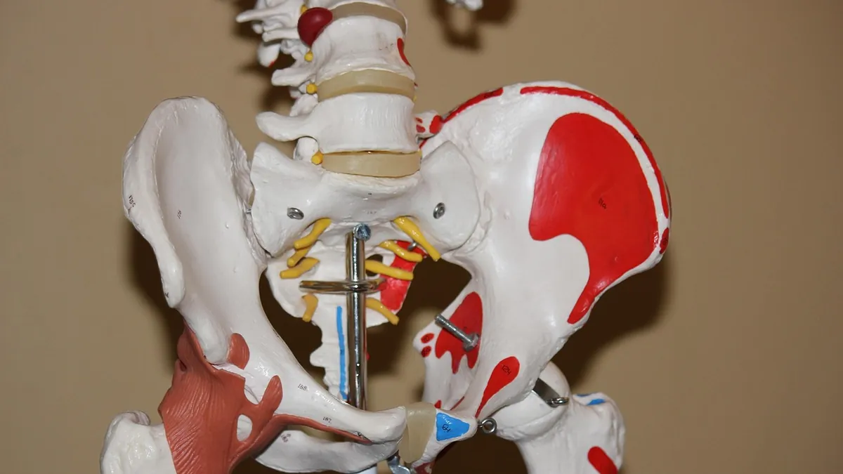 Kalça eklemi ve leğen kemiğinin anatomik gösterimi