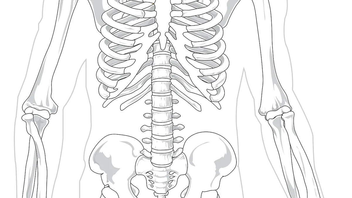 Omurga ve omurların şematik anatomik gösterimi