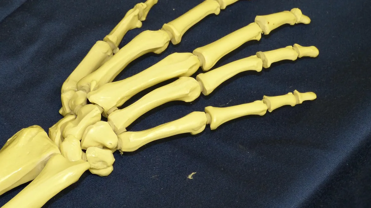 Ayak tabanı kemiklerinin anatomik gösterimi