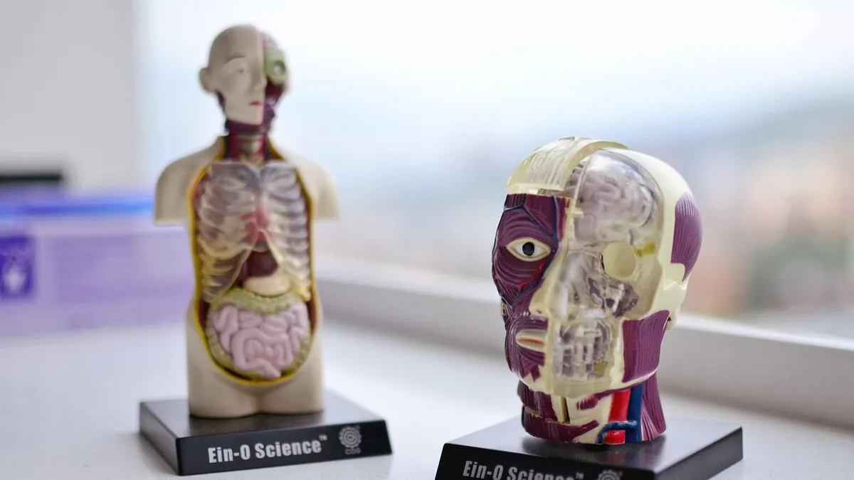 Omuz çevresi kaslarının anatomik modeli