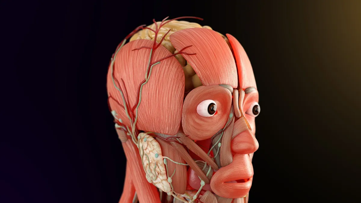 Baş ve boyun kaslarının anatomik gösterimi