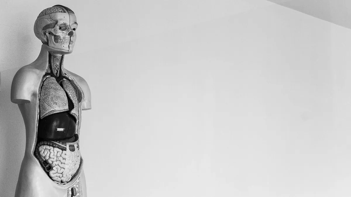 Baş, boyun ve gövde anatomisi modeli