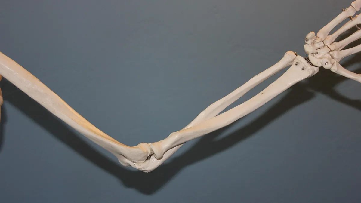 Kol ve dirsek kemiklerinin anatomik gösterimi