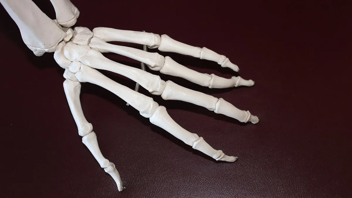 El ve parmak kemiklerinin anatomik gösterimi